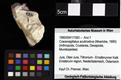 Foto (Objket + Etiketten) von Goniodromites bidentatus (Reuss, 1859) 